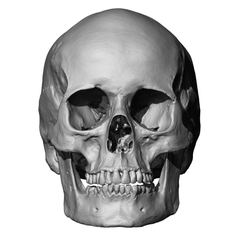 3d Skull Models | 3d scanstore.com